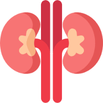 Kidney