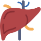 Liver