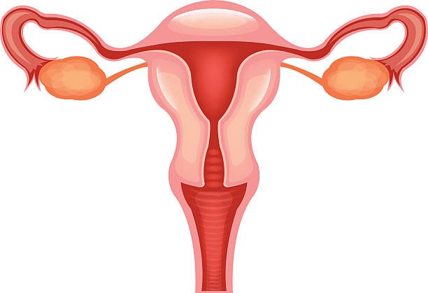 Ovary